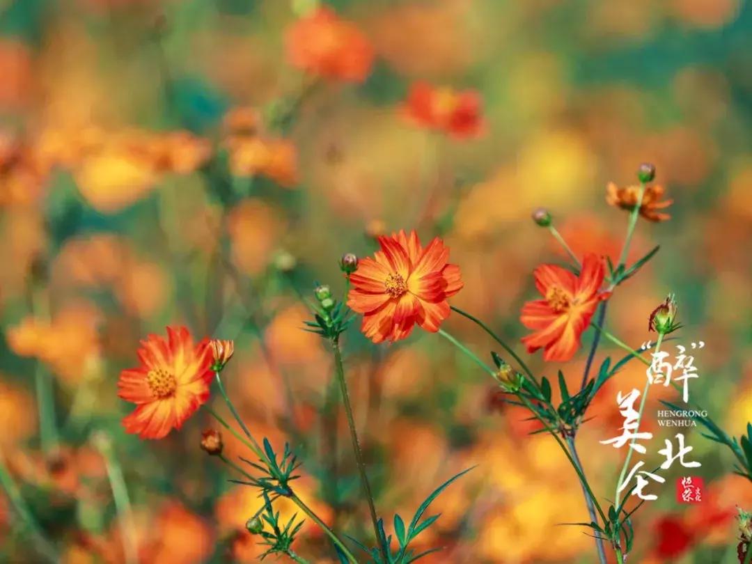 宁波花海网红打卡地,宁波镇海十七房花海