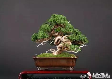 微型盆景拇指盆批发,微型盆景小摆件厂家批发