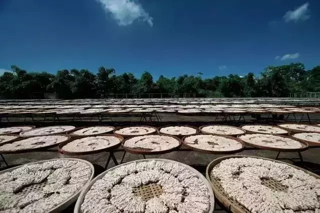 舒淇吃意面,舒淇中餐厅2完整版