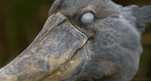 卖车女车模,女车模卖车坐后备箱视频