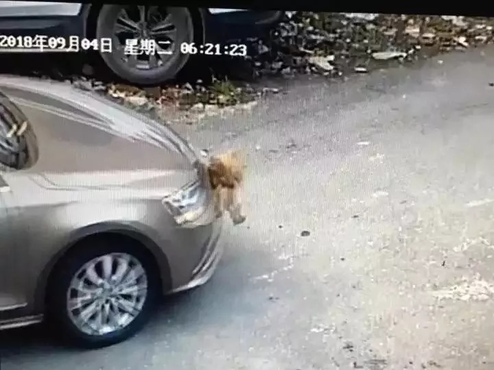 男子开车压死一只鸡要赔一万,没想到突发交通事故撞了人