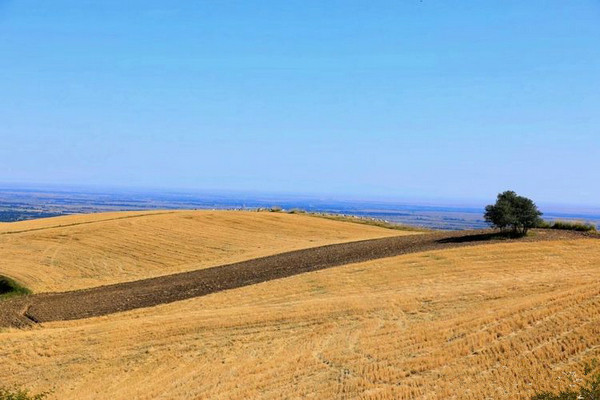 江布拉克的美景描述,风吹麦浪风景视频