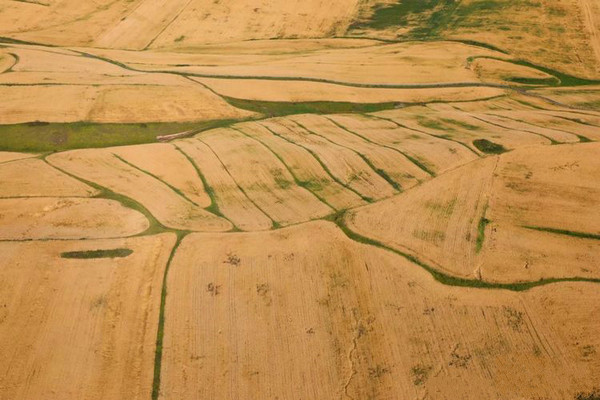 江布拉克的美景描述,风吹麦浪风景视频