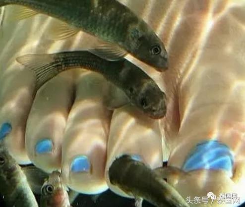 火遍全泰的这种“小鱼啃脚Spa”,你可知有多大健康风险?