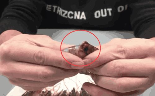 海虾加水冻新鲜还是干冻新鲜,拿海水急冻海虾怎么冻新鲜不变黑