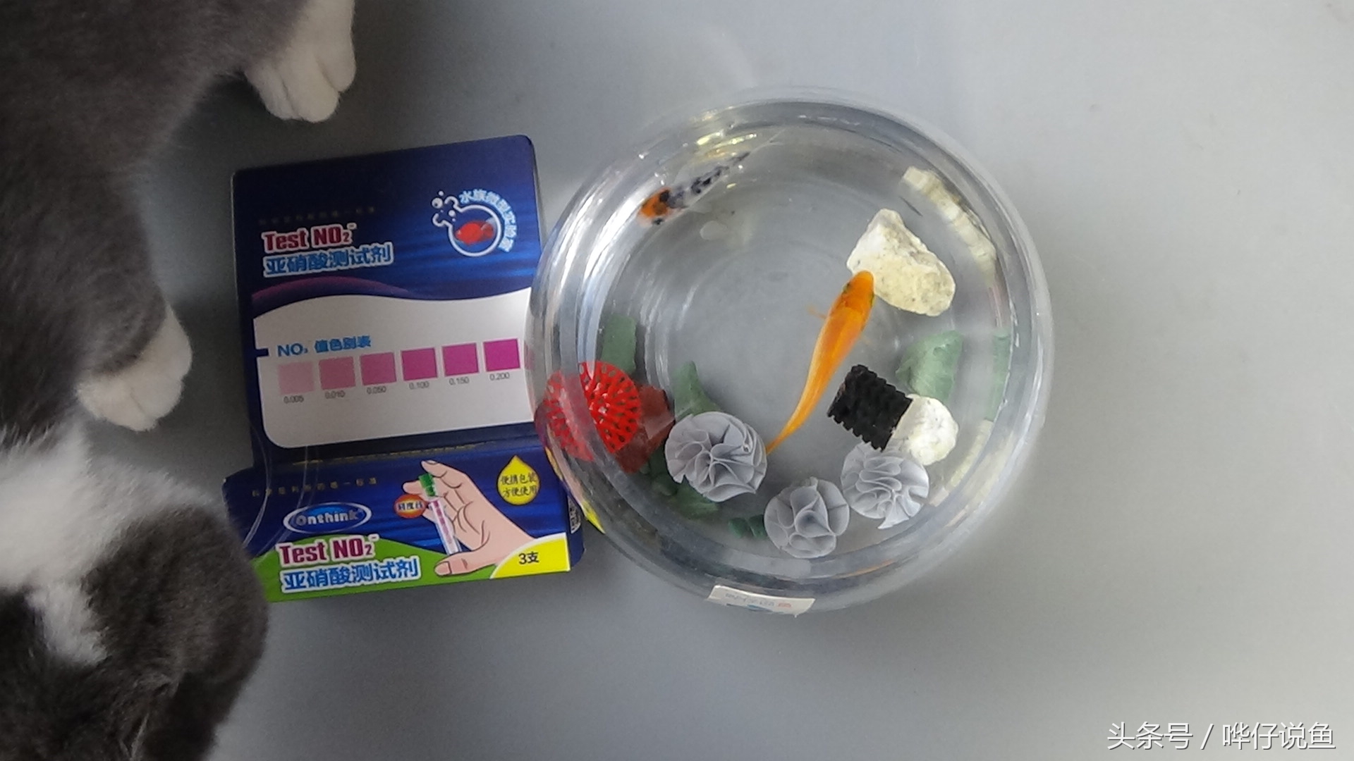 鱼缸养鱼怎么知道鱼该喂食了,宠物鱼怎么看公母