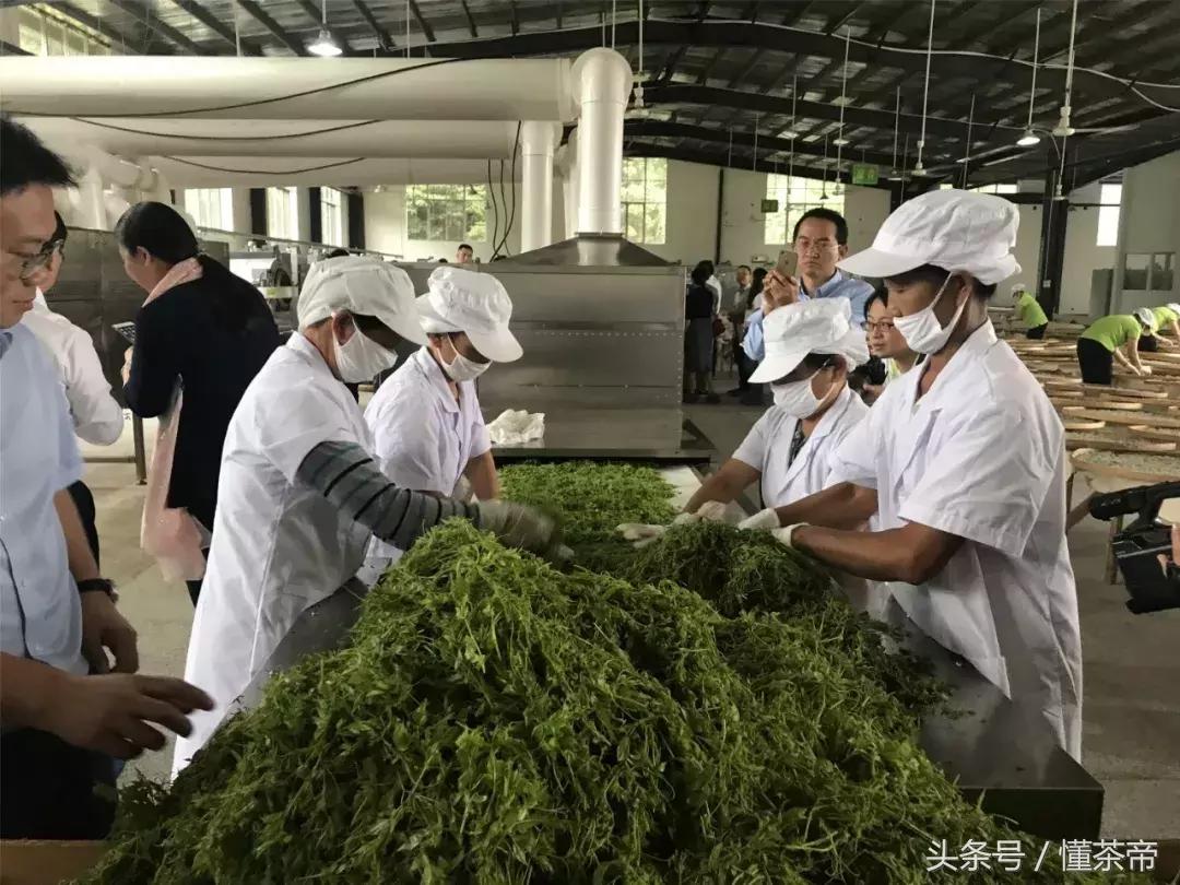 张家界莓茶哪个品牌是老字号,喝张家界莓茶对肺有好处吗