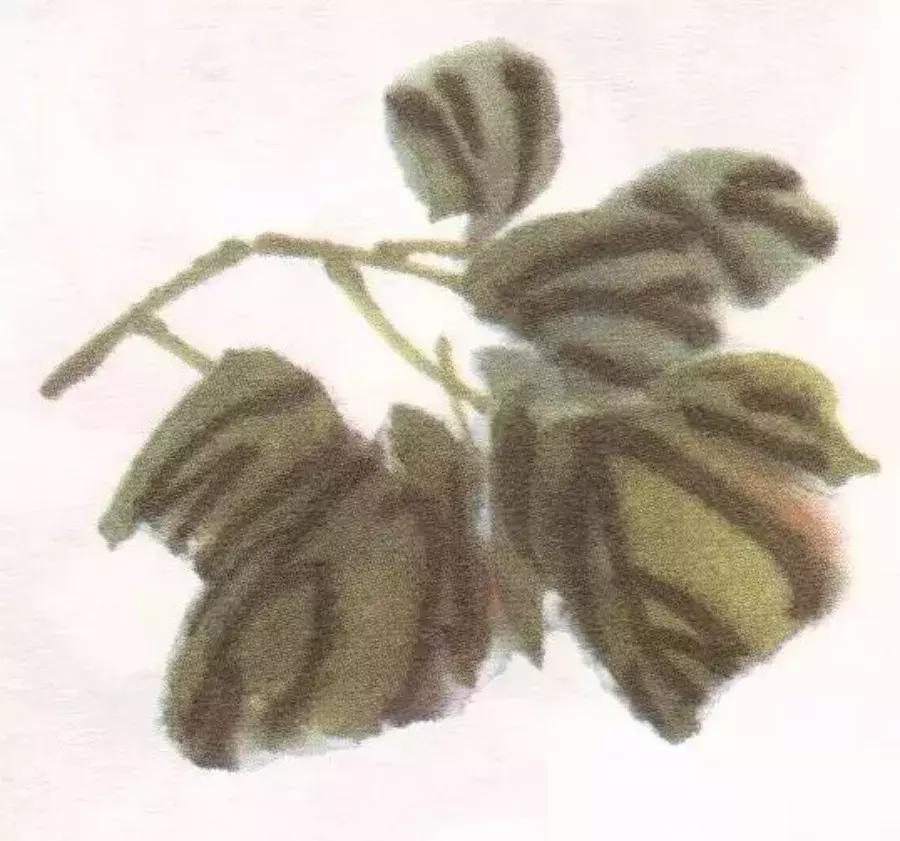 国画牡丹叶子怎样布局,国画牡丹叶子的布局