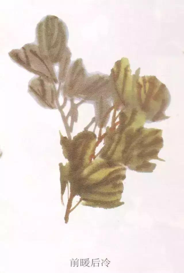 国画牡丹叶子怎样布局,国画牡丹叶子的布局