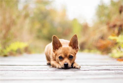 狗狗突然呕吐是什么原因怎么治疗,狗狗呕吐的原因和治疗策略