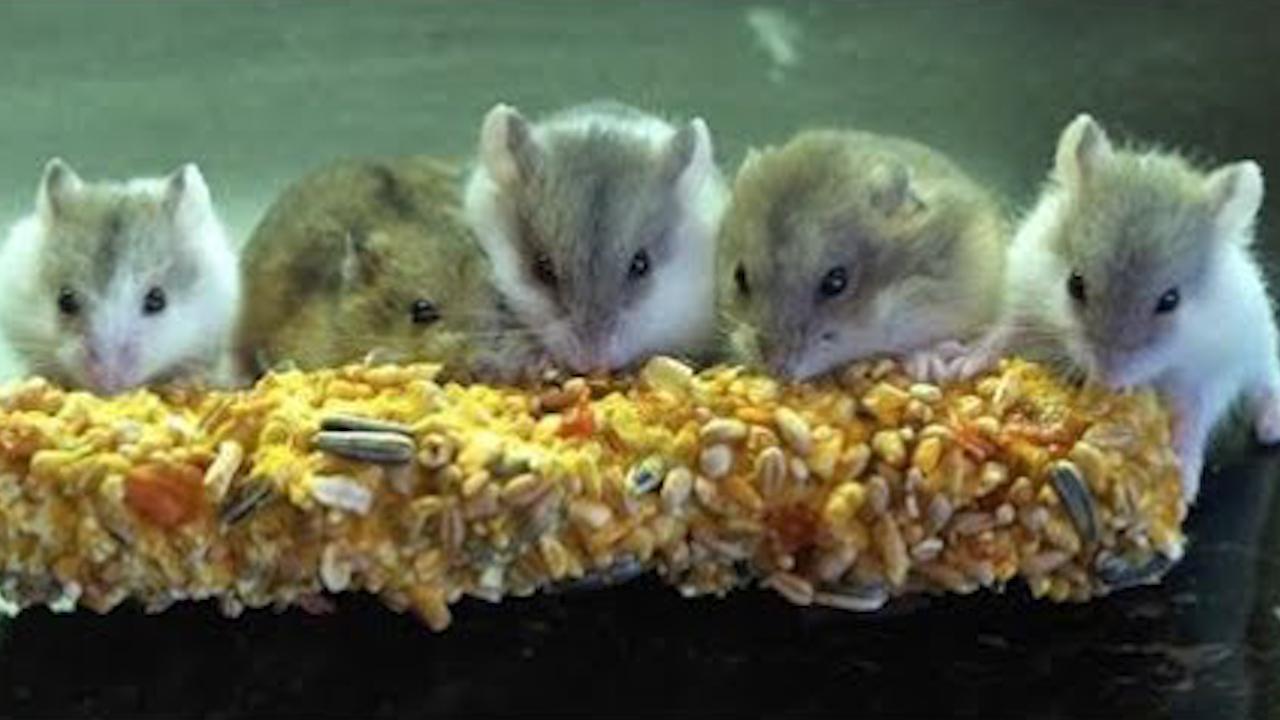 仓鼠为什么会吃自己的宝宝,为什么母仓鼠会吃自己的宝宝