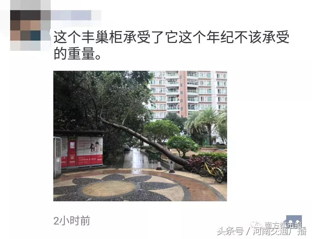 “山竹”过后首个工作日：广东人爬树都要去上班！