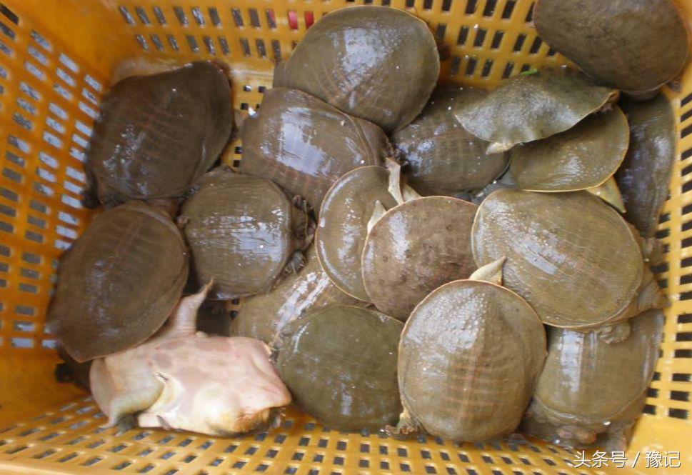 老鳖在湖里能生存吗,一个大白桶老鳖可以爬出来吗