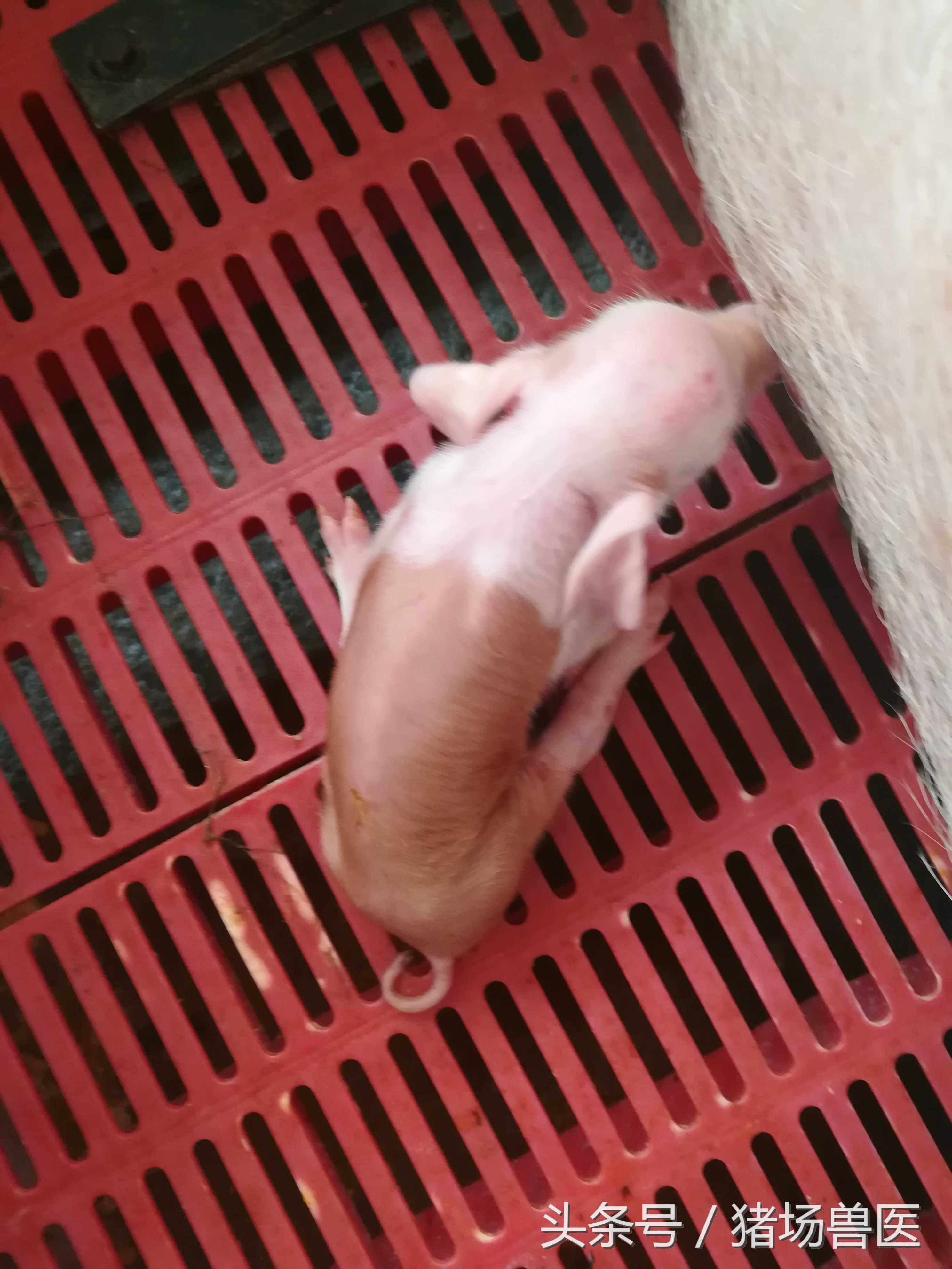 你注意到这个隐性杀手了吗——霉菌中毒?不然,生产成绩下滑20%