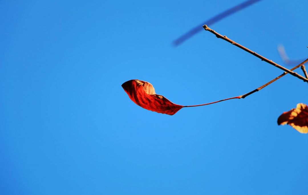 郁达夫故都的秋好在哪里,郁达夫故都的秋小说