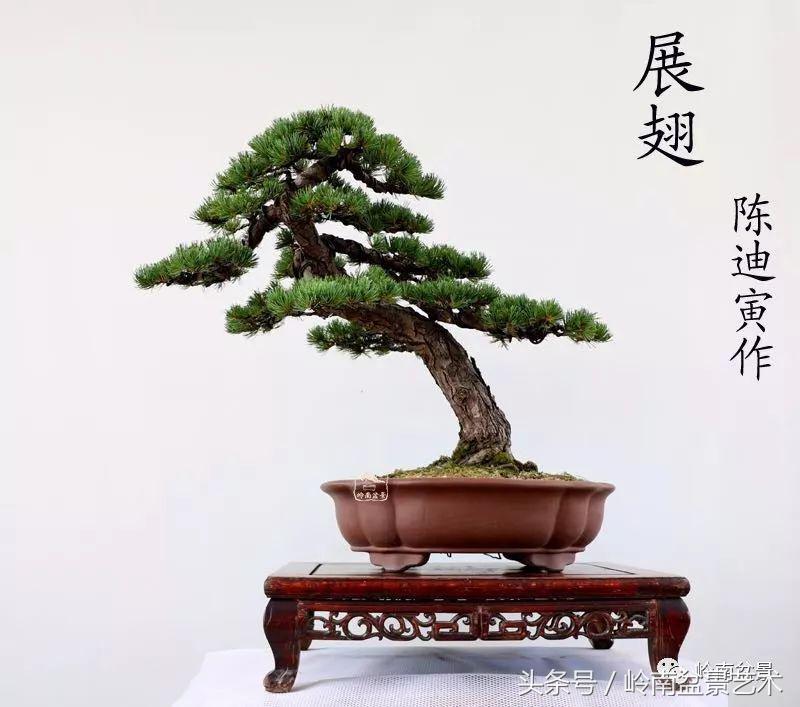 云中松——仰观天宇，俯察尘寰