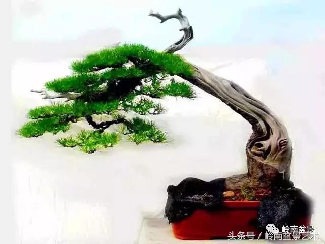 云中松——仰观天宇，俯察尘寰