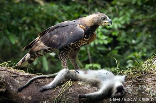 这种大鸟发如狮，猛如虎，特爱吃猴子，因太忠于爱情导致繁殖不畅