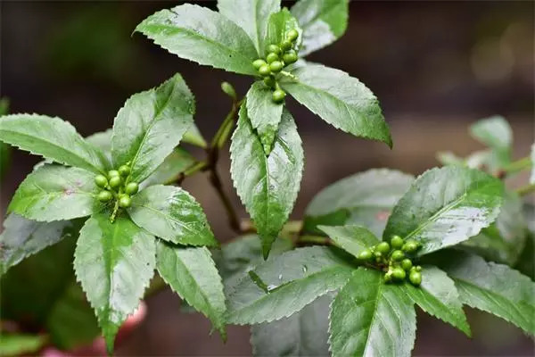 植物调查心得体会,考察植物种类实践活动心得体会