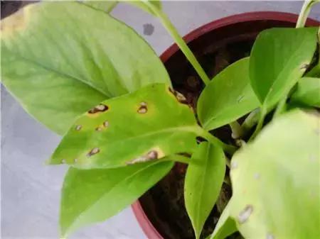 只要三分钟，马上成为绿萝的“医生”，在这个季节药到病除