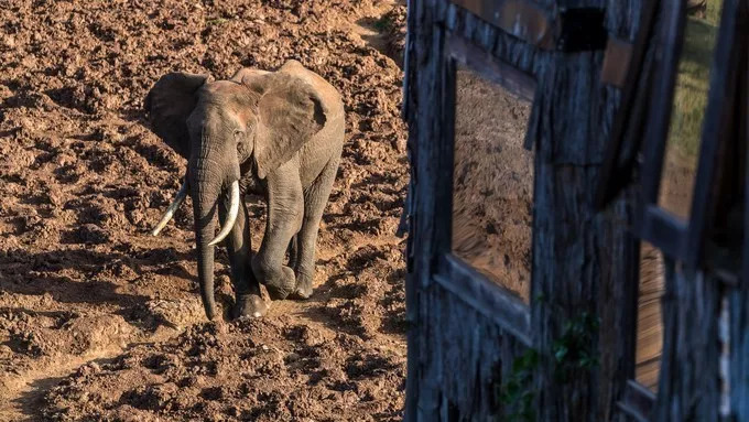 最恐怖的拍摄经历｜我在非洲被长颈鹿强吻了……