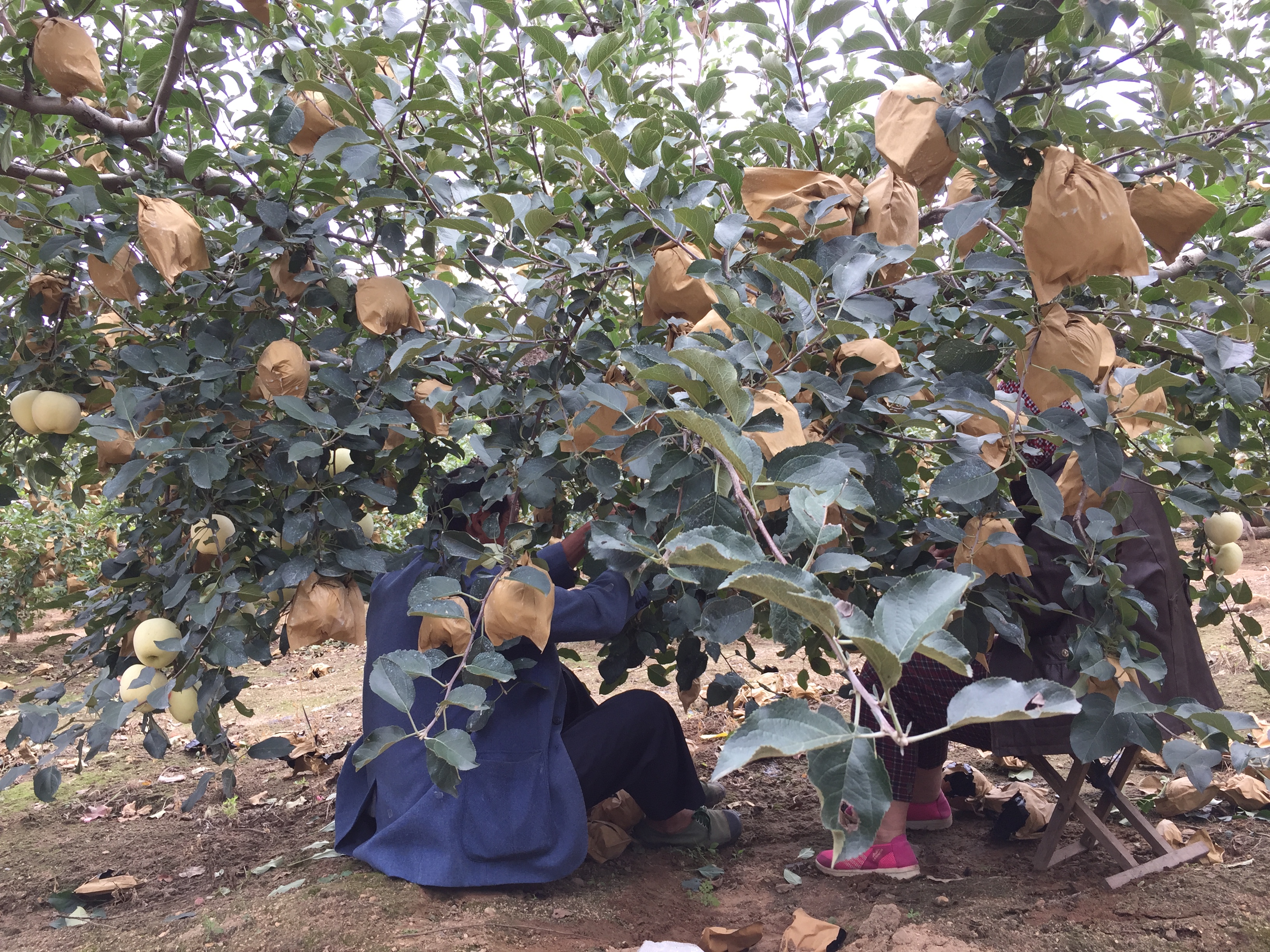 正宗烟台红富士是什么样的,怎么买到正宗的烟台红富士
