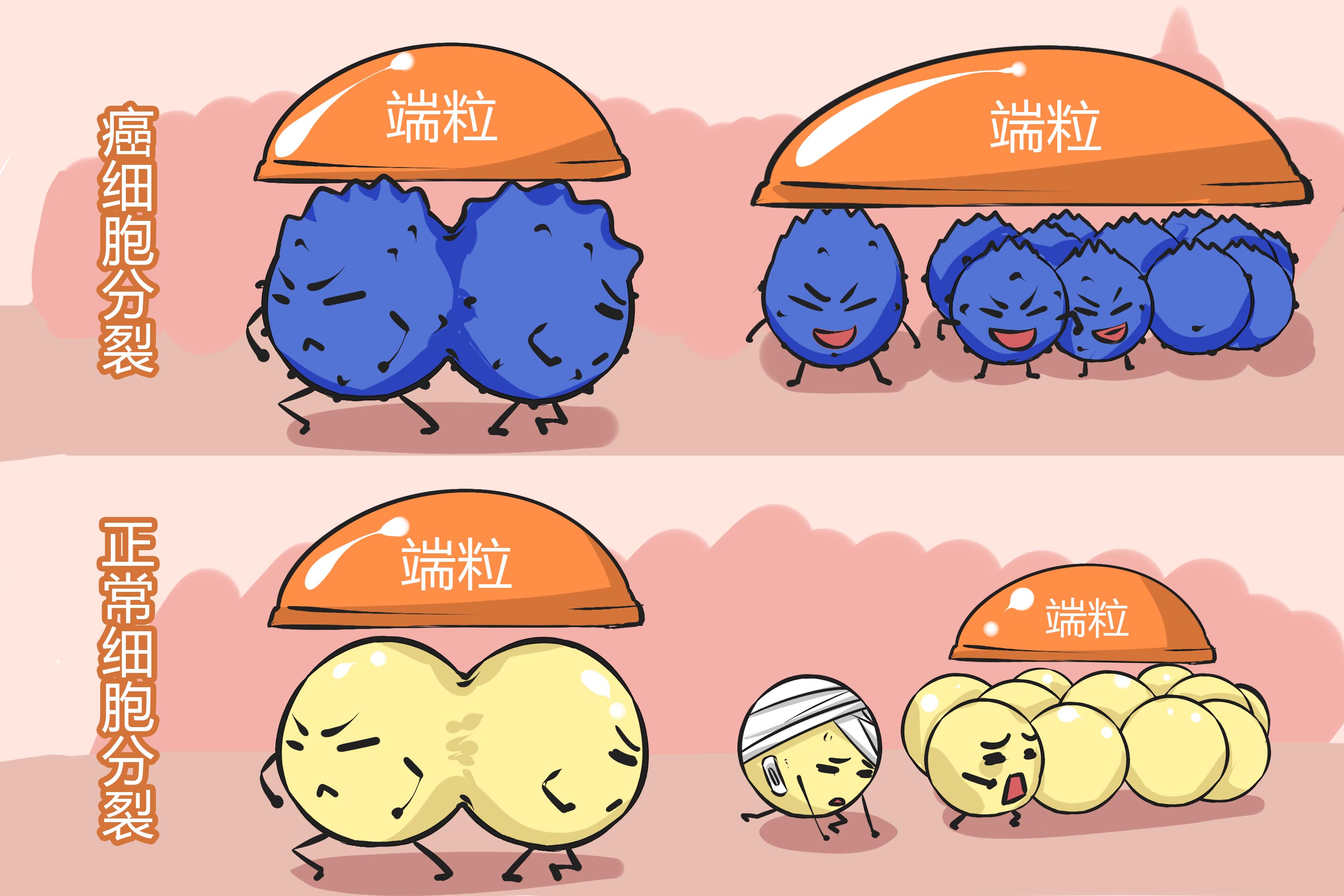 海拉细胞永生人现状,海拉细胞可以使人类永生吗