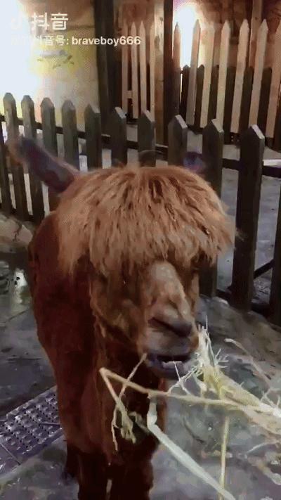 重庆动物园推荐熊猫,重庆动物园冬天有小熊猫吗