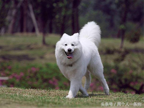 萨摩耶原来是干什么的,萨摩耶大型犬狗狗的行动代表什么