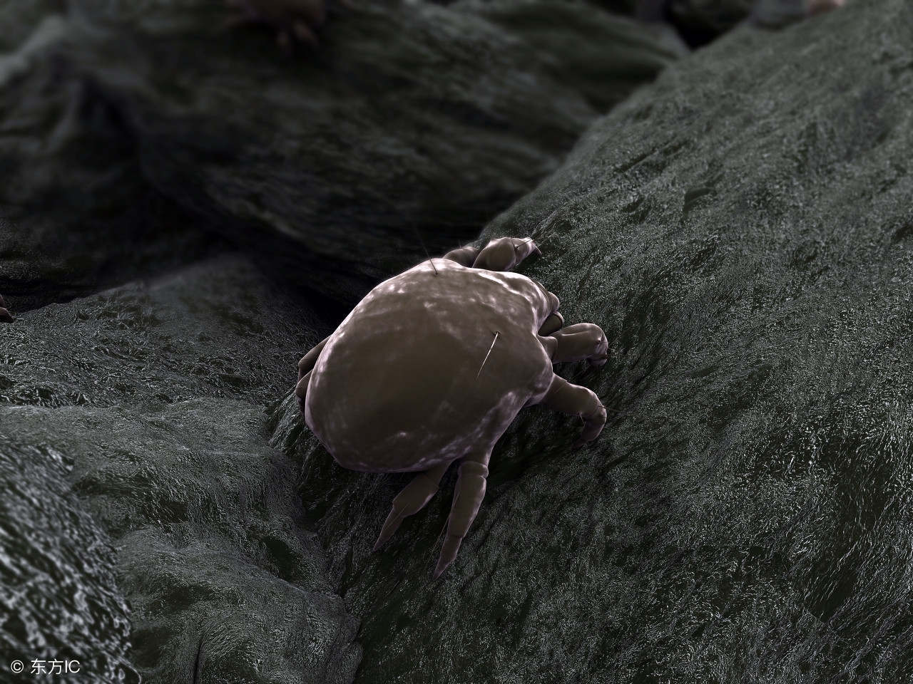 床垫螨虫怎么去除最有效,床垫上的螨虫怎么去除最好方法