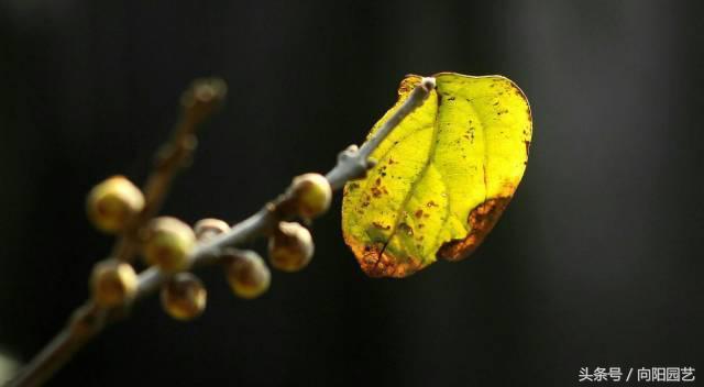 腊梅花是不是腊梅,腊梅花有哪些香味