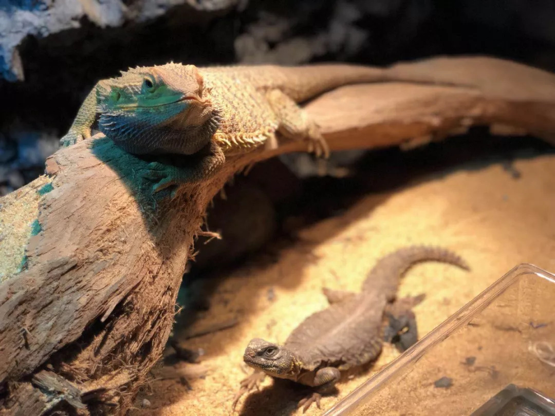 羊驼开门视频,羊驼出门迎接主人