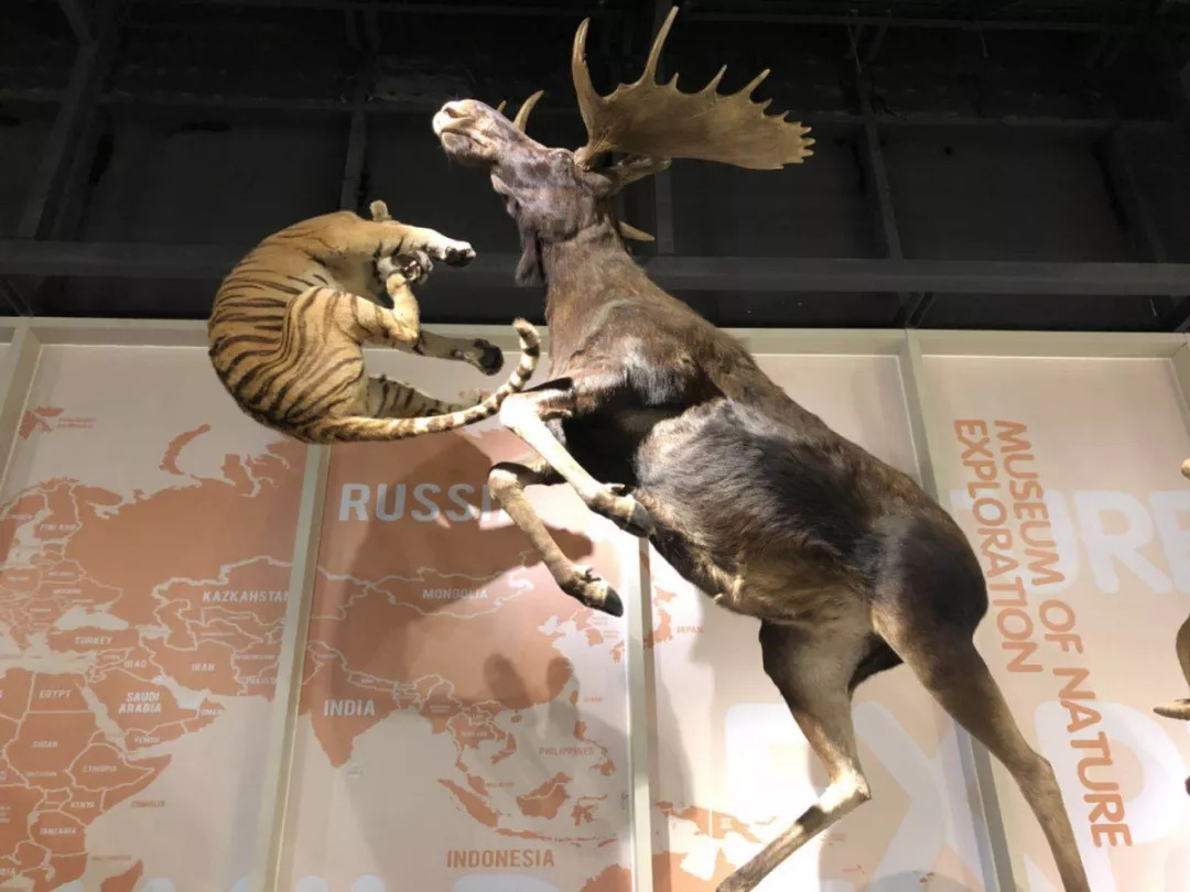 羊驼开门视频,羊驼出门迎接主人