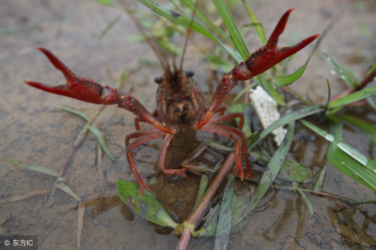 小龙虾养殖投资与收益,小龙虾的养殖创富路
