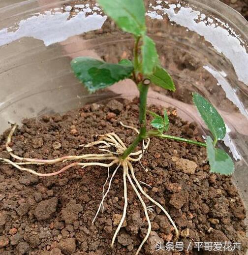 落地生根扦插方法,花卉插扦方法生根快
