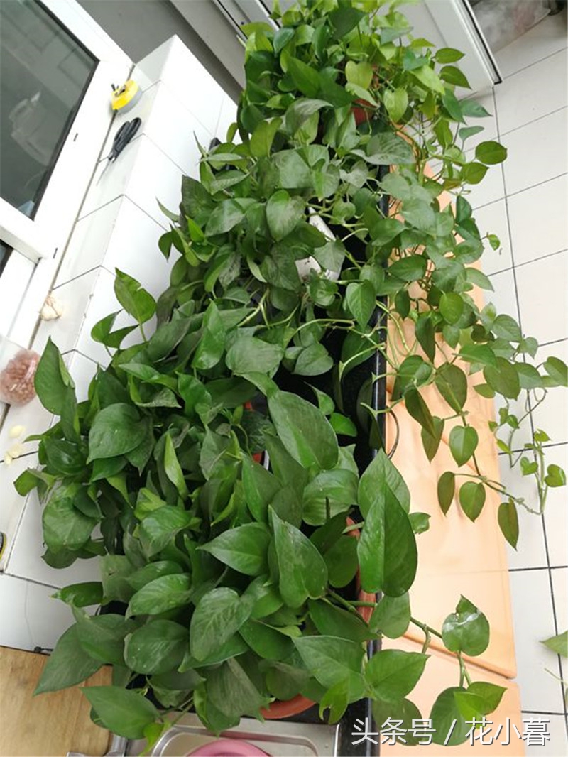 绿萝怎样爬墙长得快,绿萝可以直接爬墙吗