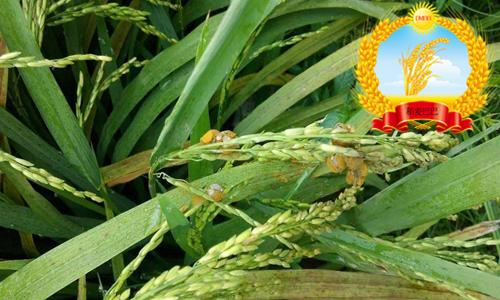 水稻稻曲病危害症状,水稻稻曲病的最佳防治时间