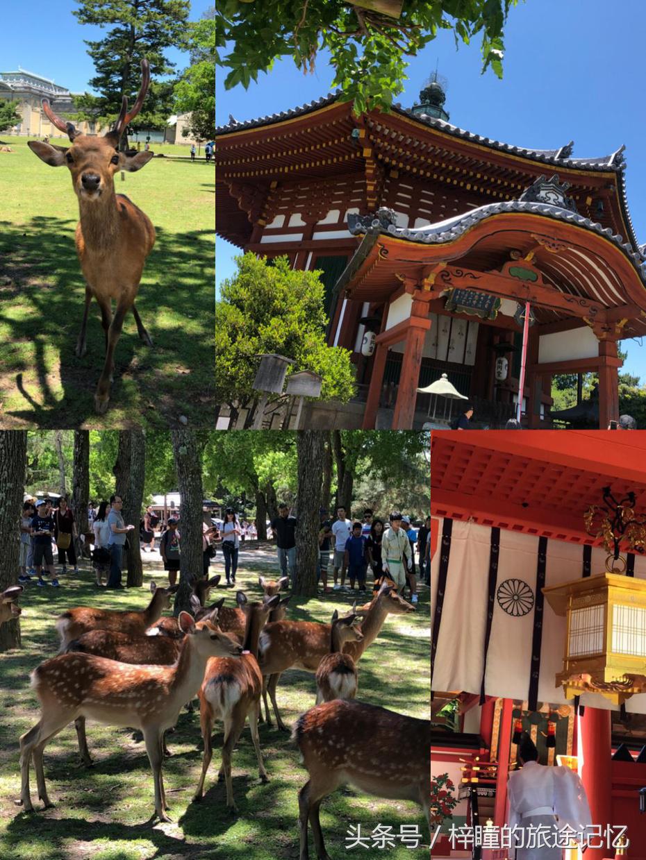 畅游in日本！语言神马的都不是事儿~