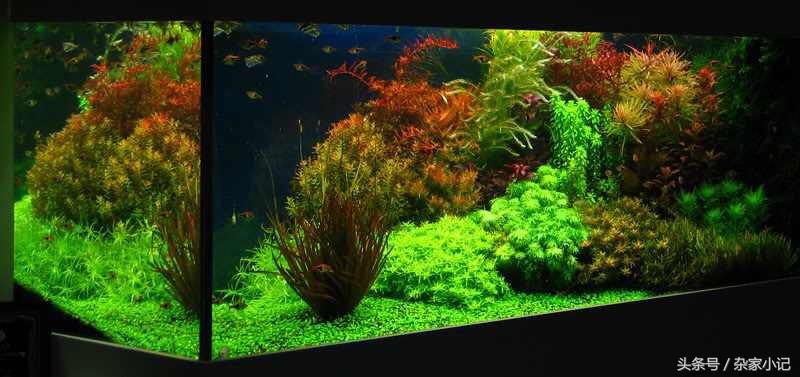 鱼缸造景分类及图解,鱼缸造景分哪些
