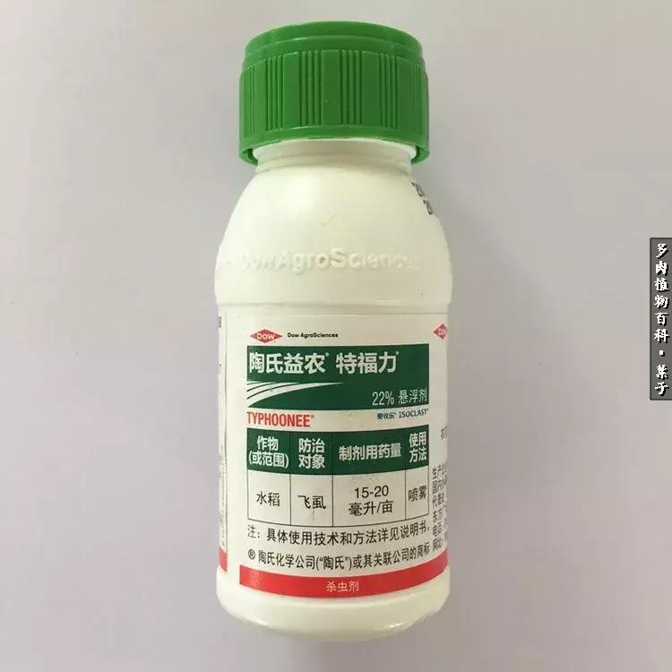 凉风至白露降寒蝉鸣下一句,夏天多肉小白虫消灭方法