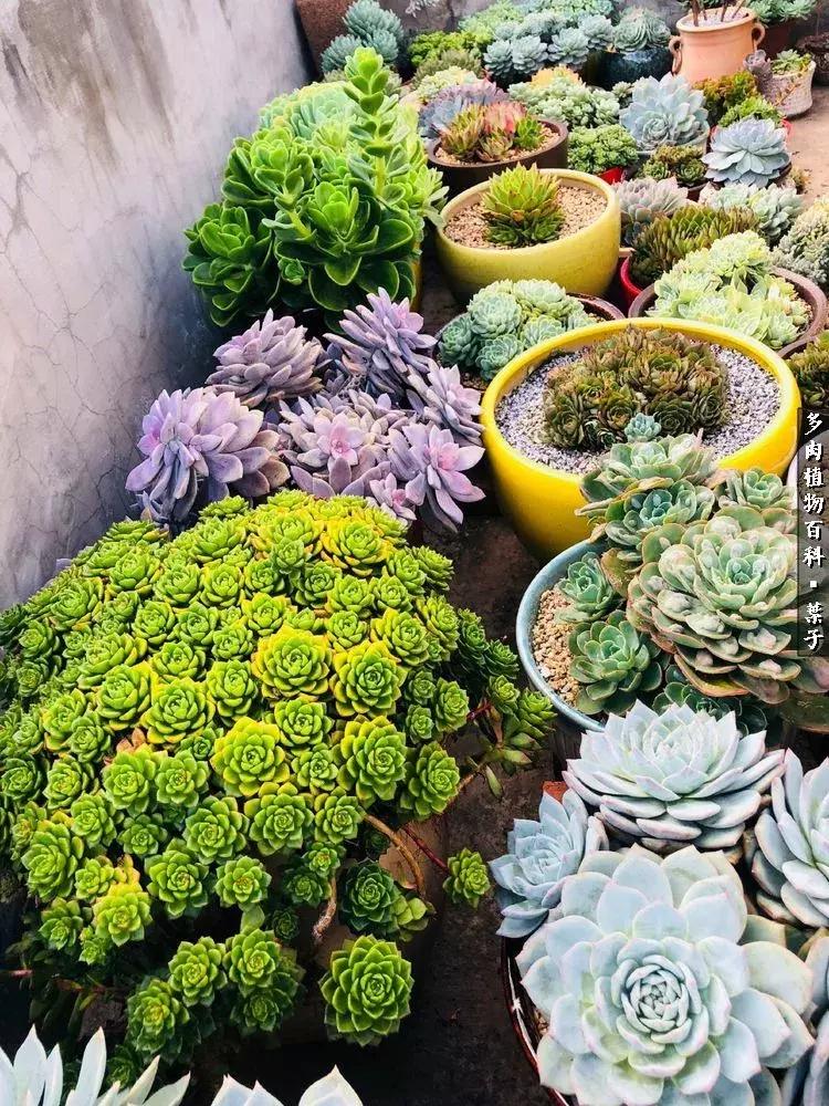 凉风至白露降寒蝉鸣下一句,夏天多肉小白虫消灭方法