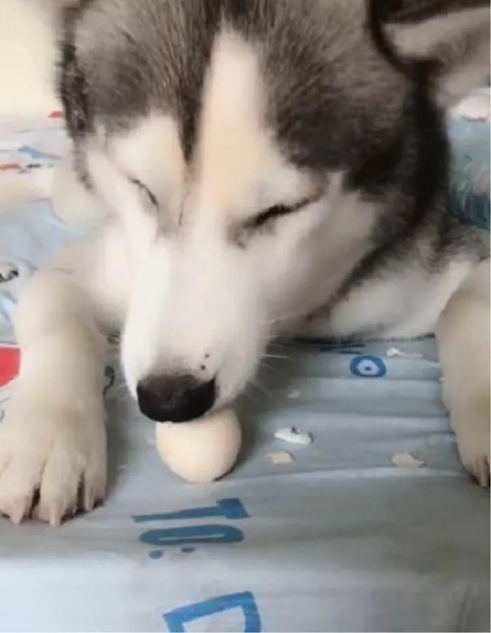 狗狗吃鸡蛋要怎么吃比较好,狗狗吃鸡蛋的讲究