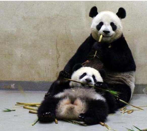 你见过熊猫的视频,限量版的熊猫金币