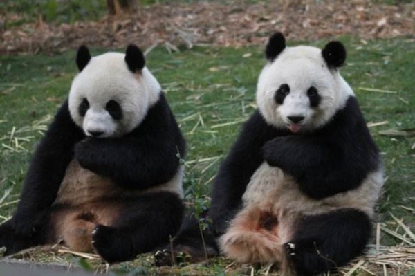 你见过熊猫的视频,限量版的熊猫金币