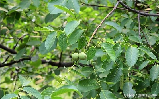 中医治疗痔疮用什么汤,食疗治痔疮的最佳方法