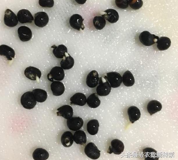 芦笋一年能采摘多少次,芦笋真的是一年四季采摘的吗