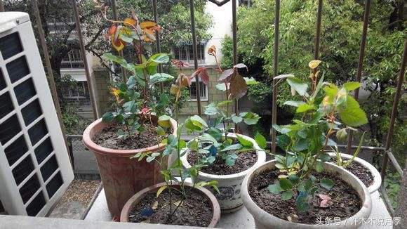 网购月季花黄叶怎么办,网购的月季小苗怎么处理