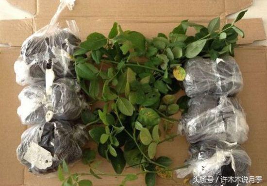 网购月季花黄叶怎么办,网购的月季小苗怎么处理