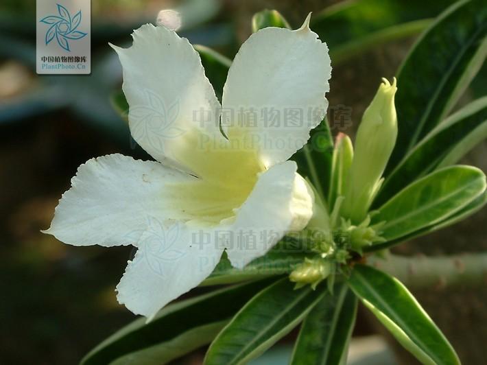 月季香槟玫瑰,月季玫瑰蔷薇你分得清吗