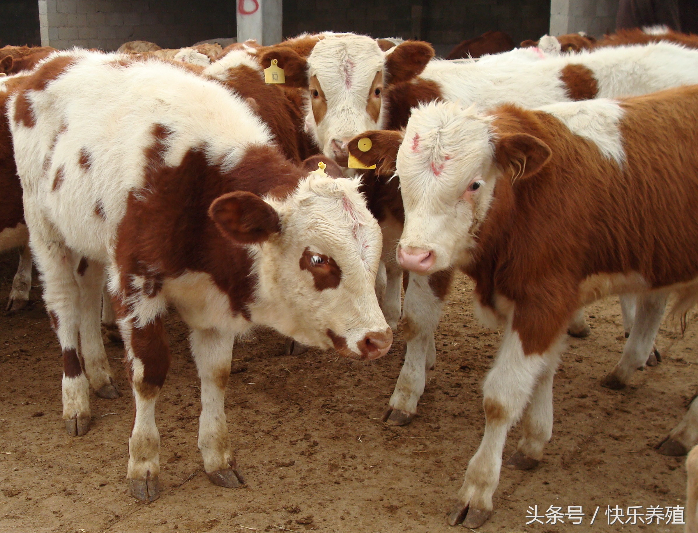 一头牛犊成本多少,一头牛犊到底要多少钱